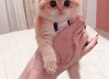 للبيع قطه للبيع قطه