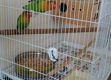 African Fischer pair with Cage African Fischer pair with Cage