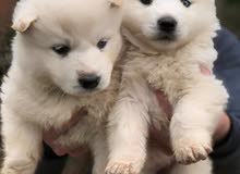 husky puppies husky puppies
