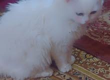 بيه مجال بيه مجال