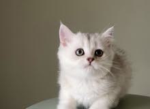 Male British Kitten ذكر برتش Male British Kitten ذكر برتش