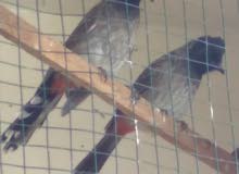 2 kashmiri bulbul for sale 2 kashmiri bulbul for sale