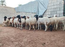 حوليات للبيع حوليات للبيع