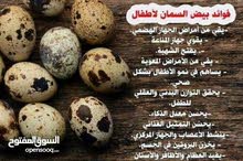 بيض سمان طازج بيض سمان طازج