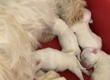 Maltese puppies Maltese puppies