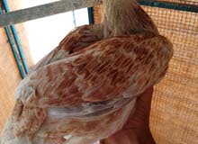 ،pakistani hen ،pakistani hen