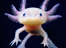 مطلوب عفريت الماء او السمندل المكسيكي ( اكسولوتل) axolotls are required مطلوب عفريت الماء او السمندل المكسيكي ( اكسولوتل) axolotls are required