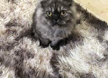 cute  female persian kitty  2 months old