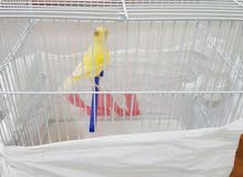 canary for sale!  كناري للبيع