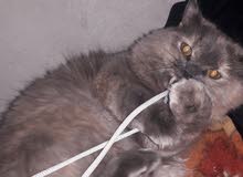 قطه بيرشن قطه بيرشن