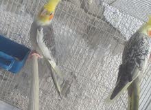 كوبية كوكتيل مفرخة كوبية كوكتيل مفرخة