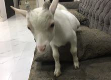 للبيع تيس جيكي للبيع تيس جيكي