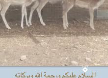 للبيع غزلان للبيع غزلان