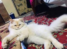 قط ذكر هملايا قط ذكر هملايا