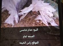 رأس الخيمه شمل رأس الخيمه شمل