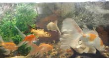Beautiful Aquarium for urgent sale (negotiable) Beautiful Aquarium for urgent sale (negotiable)