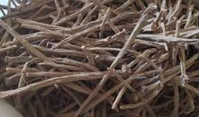 عود القرح ( anacyclus pyrethrum ) عود القرح ( anacyclus pyrethrum )