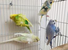 Hagoromo Budgies Hagoromo Budgies