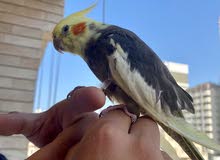 Cockatiel bird Cockatiel bird