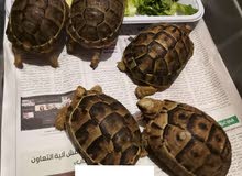 سلاحف برية سلاحف برية