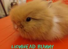 السعر قابل للتفاوض Lionhead Bunny,  ارنب