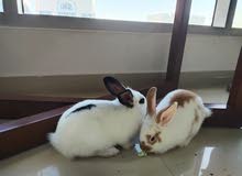 cute bunnies for sale cute bunnies for sale