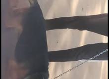 كلب جيرمن شولاين وانتايه هجين جيرمن كلب جيرمن شولاين وانتايه هجين جيرمن