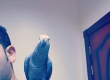 للبيع كاسيكو للبيع كاسيكو