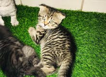 British shorthair tabby 2 male and 3 female 3 months old for very good price British shorthair tabby 2 male and 3 female 3 months old for very good price