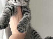 British tabby female British tabby female