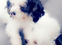 for sale puppy for sale puppy