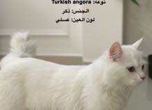 الشارقه - الذيد الشارقه - الذيد