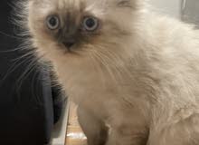 himalaya kitten 2 months himalaya kitten 2 months