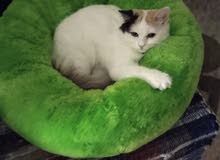 persian cat persian cat