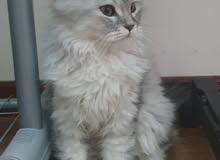 cats for sale cats for sale