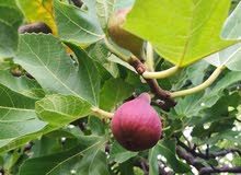 تين الجبل الاخضر تين الجبل الاخضر