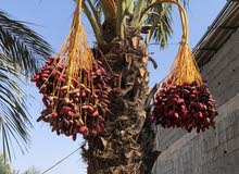 نخيل للبيع تبارك الله نخيل للبيع تبارك الله