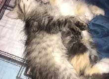 female Persian kitten female Persian kitten