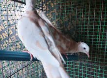 زوج فحله كريميات زوج فحله كريميات
