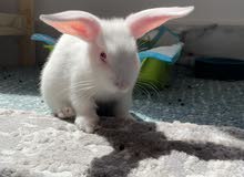 Female holland lop ارنب لوب Female holland lop ارنب لوب