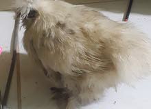 دجاج زينه سلكي دجاج لا مريض ولا شي ياكلن قليل ومايتعبن شوف الوصف دجاج زينه سلكي دجاج لا مريض ولا شي ياكلن قليل ومايتعبن شوف الوصف