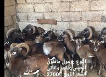 وعول للبيع وعول للبيع