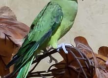 ببغاء الدرة للبيع