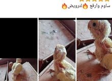 كل شي موضح بصوره كل شي موضح بصوره