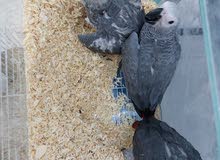 African grye parrot 3 months old African grye parrot 3 months old