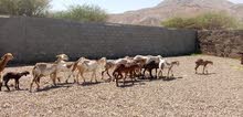 إناث سودانيات وفحلهن إناث سودانيات وفحلهن