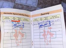 قط حلو واليف قط حلو واليف