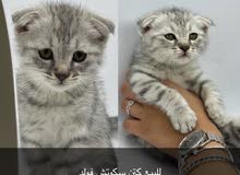 سكوتش فولد كتن سكوتش فولد كتن