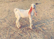 للبيع ولد الكدلك ولد البنك والعمر فوق 4 شهور للبيع ولد الكدلك ولد البنك والعمر فوق 4 شهور