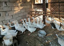 وز بلغاري ابيض وز بلغاري ابيض